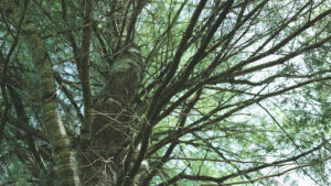 Long-Term Growth and Care Tips for a Mature American Beech Tree Sapling