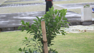 Pruning and Maintenance of an American Beech Tree Sapling

