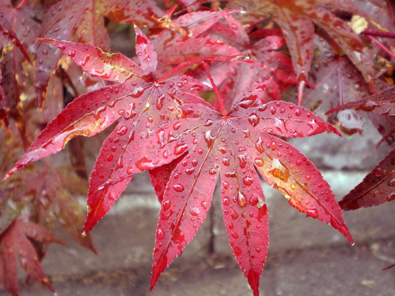 Why Add a Red Leaf Japanese Maple Tree to Your Landscape