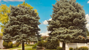 Western Hemlock vs Douglas Fir
