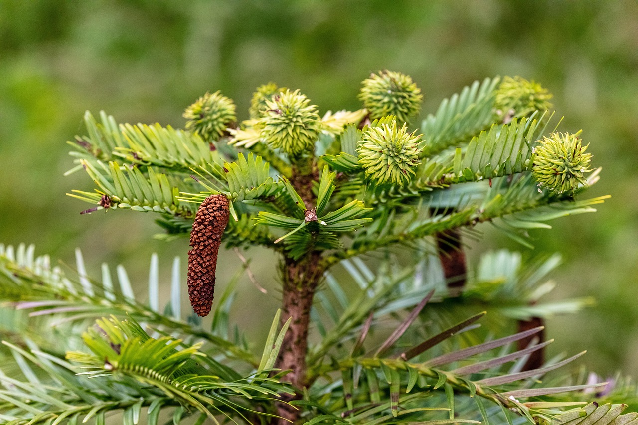 Western Hemlock vs Douglas Fir: What’s the Difference?