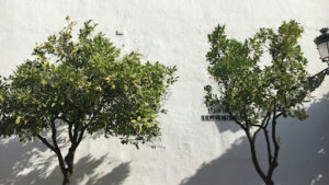 Beaked Hazelnut vs American Hazelnut