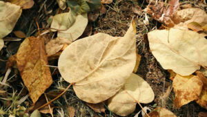 Differences in Beaked Hazelnut vs American Hazelnut