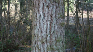Oregon Ash Tree Leaves