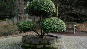 Pacific Madrone Bonsai