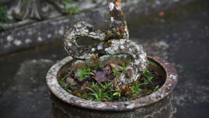 Pacific Madrone Bonsai
