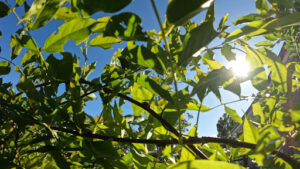 Sunlight and Water in the Vine Maple Growth Rate