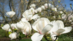 Factors Affecting How Long Does It Take for a Magnolia Tree to Grow