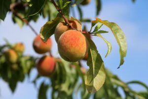 How To Prune A Peach Tree For The First Time