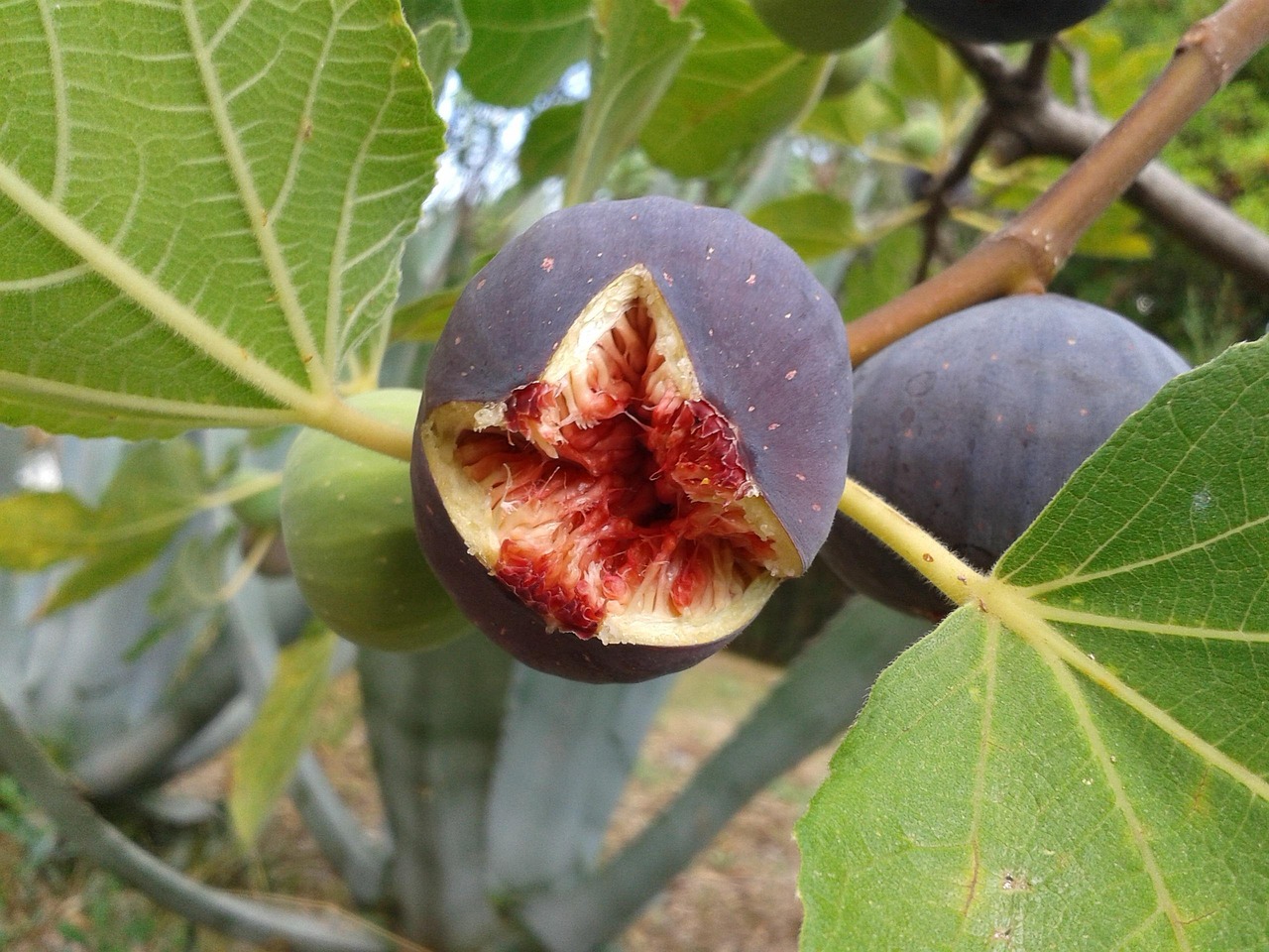 How to Grow a Fig Tree from a Cutting in Portland’s Climate