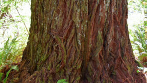 Understanding How Has the Red Alder Tree Influenced Succession
