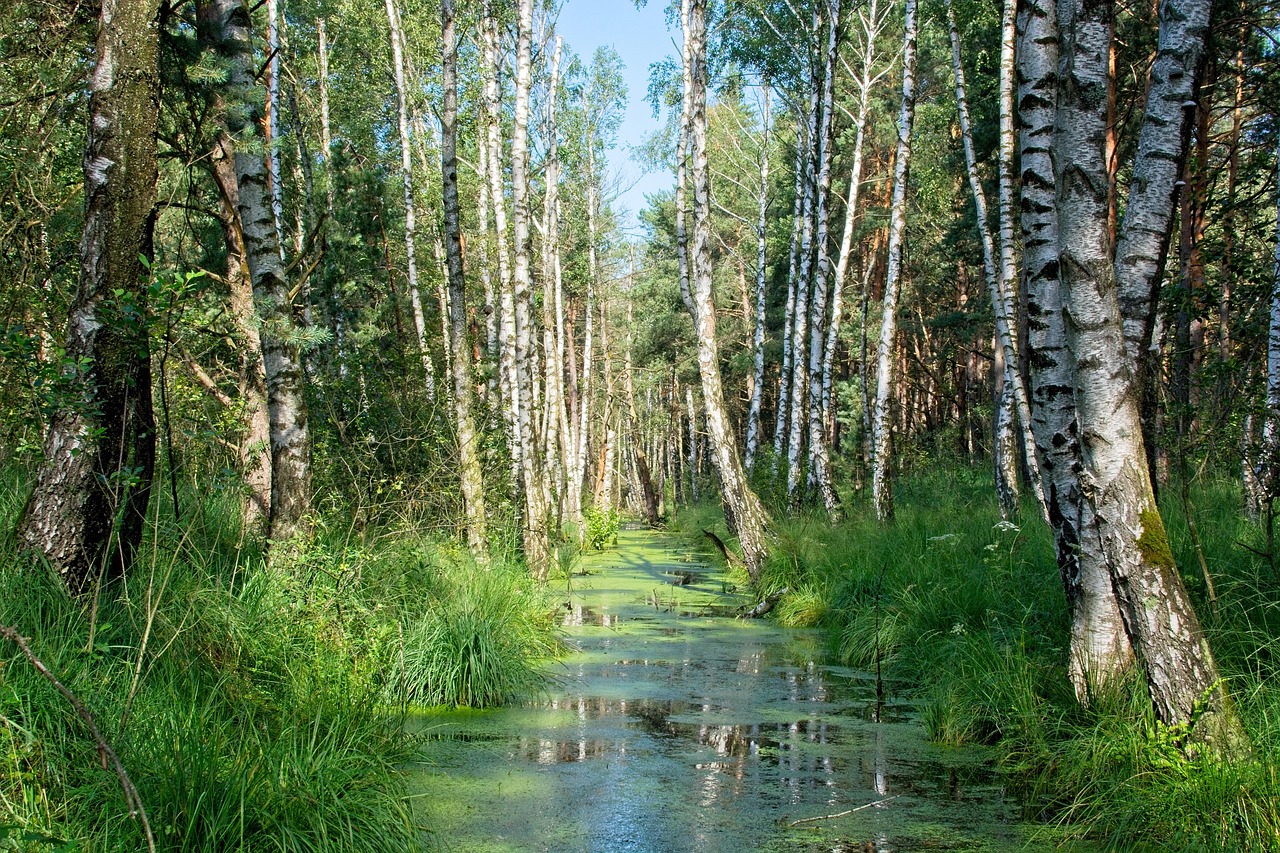 Where Do Birch Trees Grow in the US and Why Climate Matters