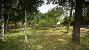Where do birch trees grow best in Australia climate