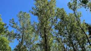 Where do birch trees grow in the UK and Ireland regions