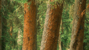 Are redwoods planted in Oregon