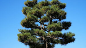 common pine tree species in Oregon forests