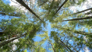 how to identify pine trees in Oregon