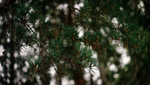 types of pine trees native to Oregon
