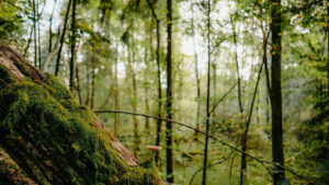 Does Hemisphere Change Moss Orientation