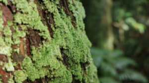 Why Does Moss Grow on Trees?