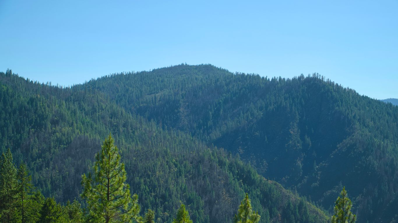 What Is the Most Common Tree in Oregon